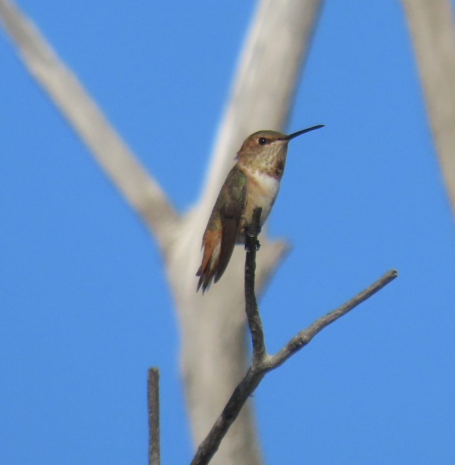 Colibrí de Allen - ML622413206