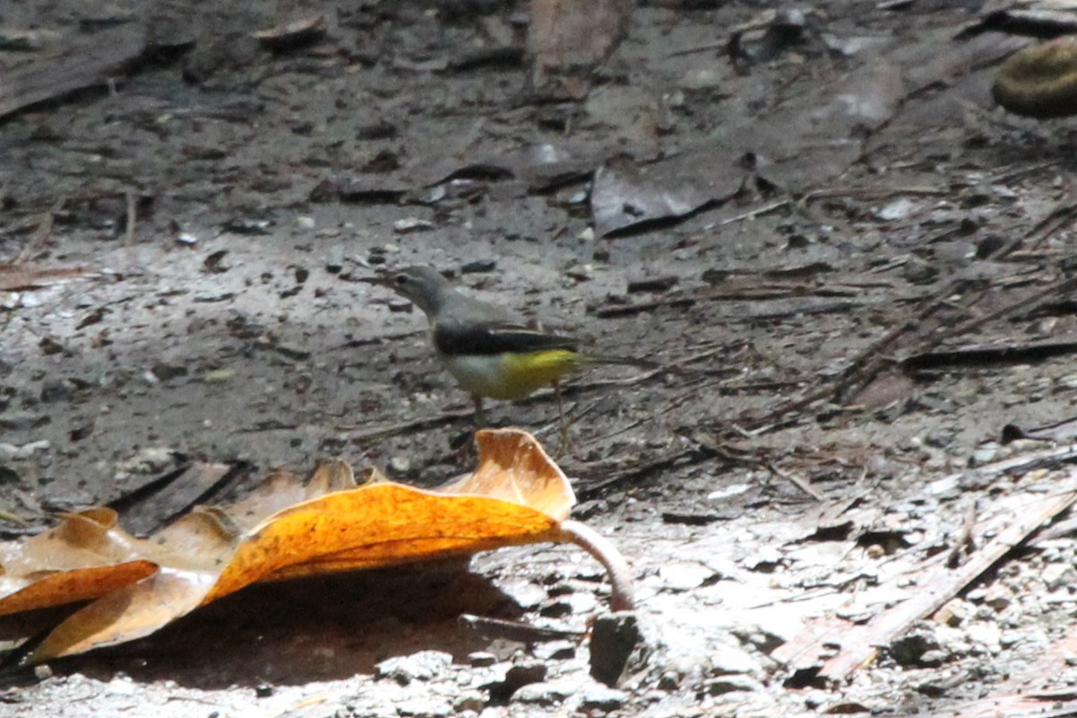 Gray Wagtail - ML62241321