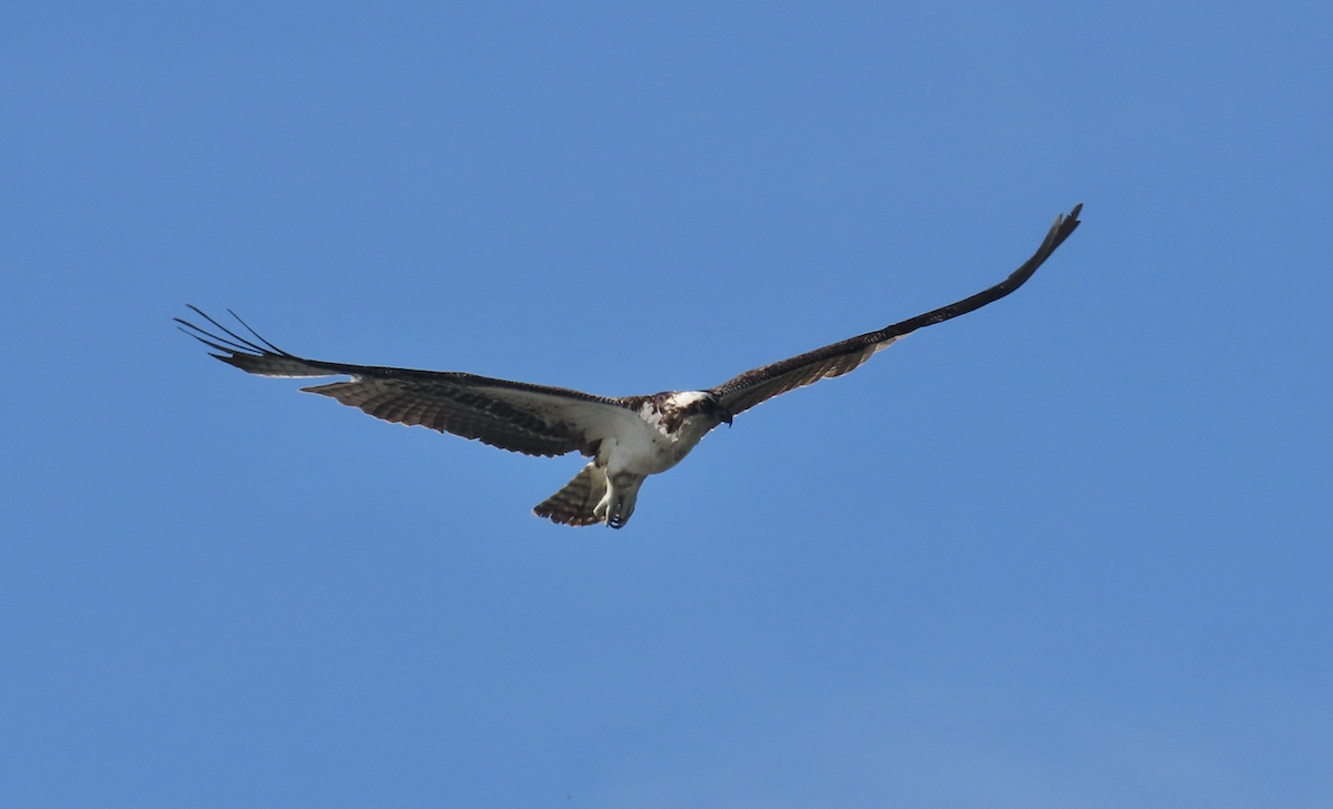 Águila Pescadora - ML622413234