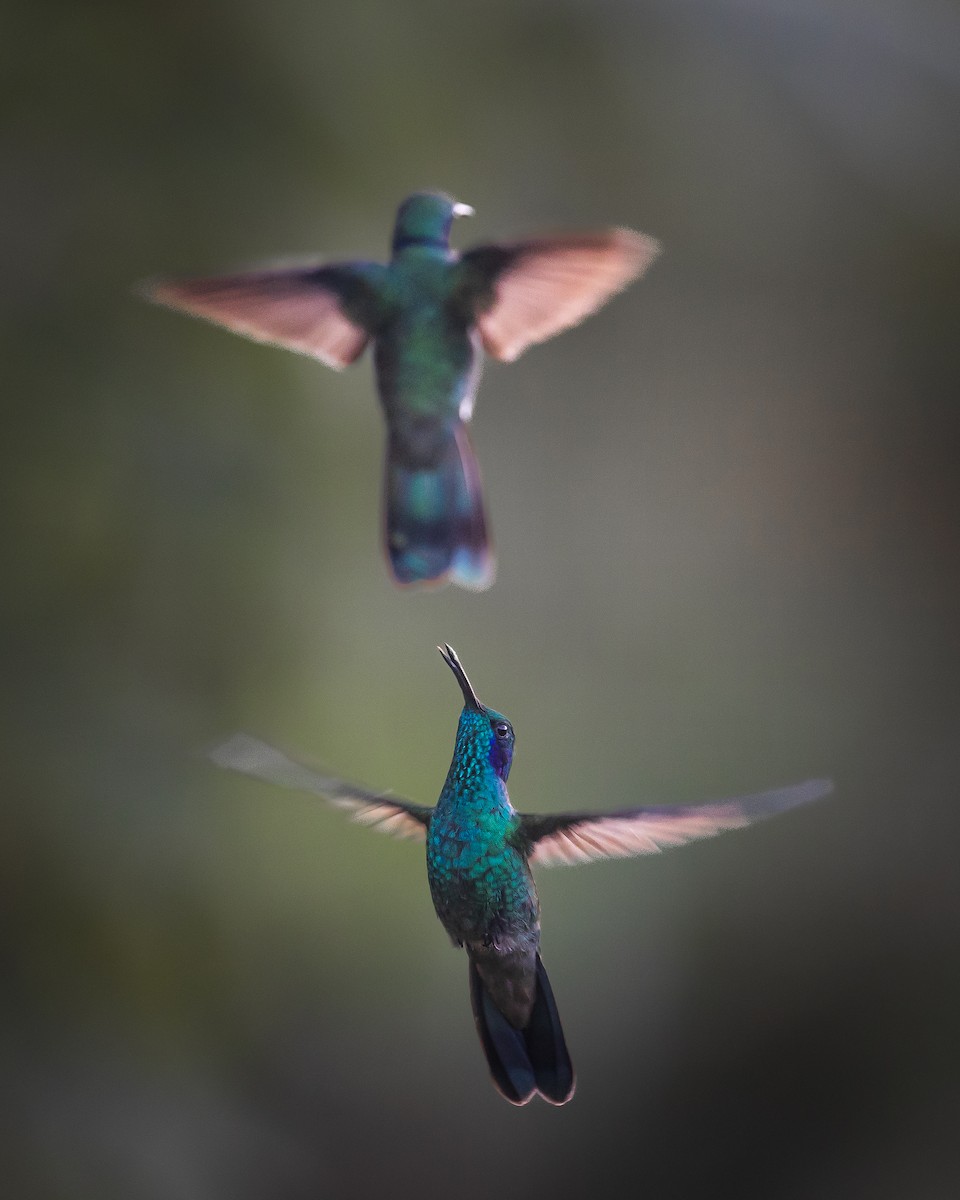 Colibrí Oreja Violeta Menor (andino) - ML622413278