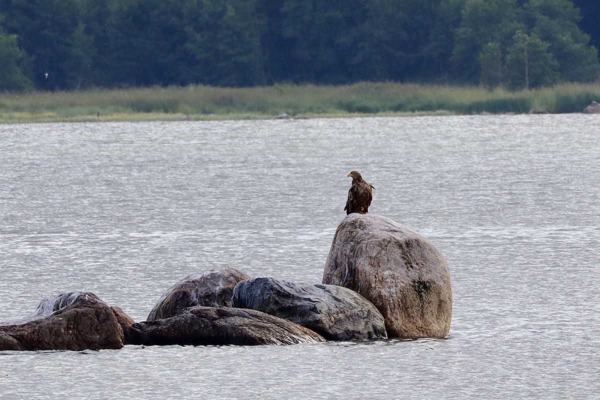 White-tailed Eagle - ML622413292