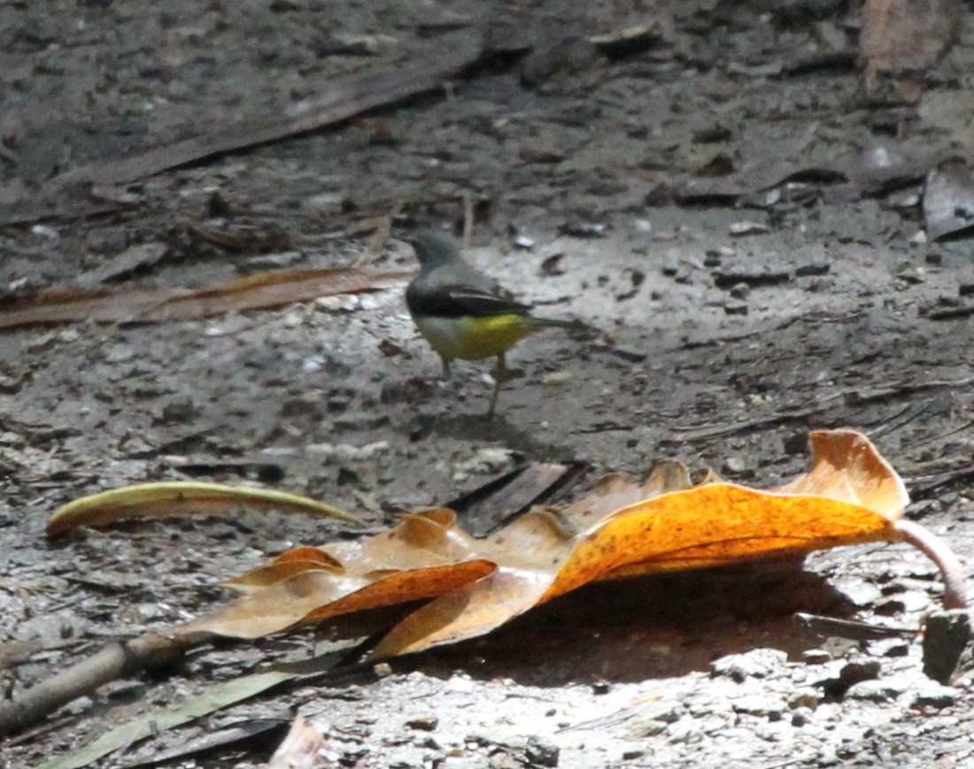 Gray Wagtail - ML62241331