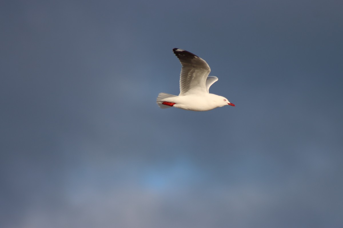 Silver Gull - ML622413416