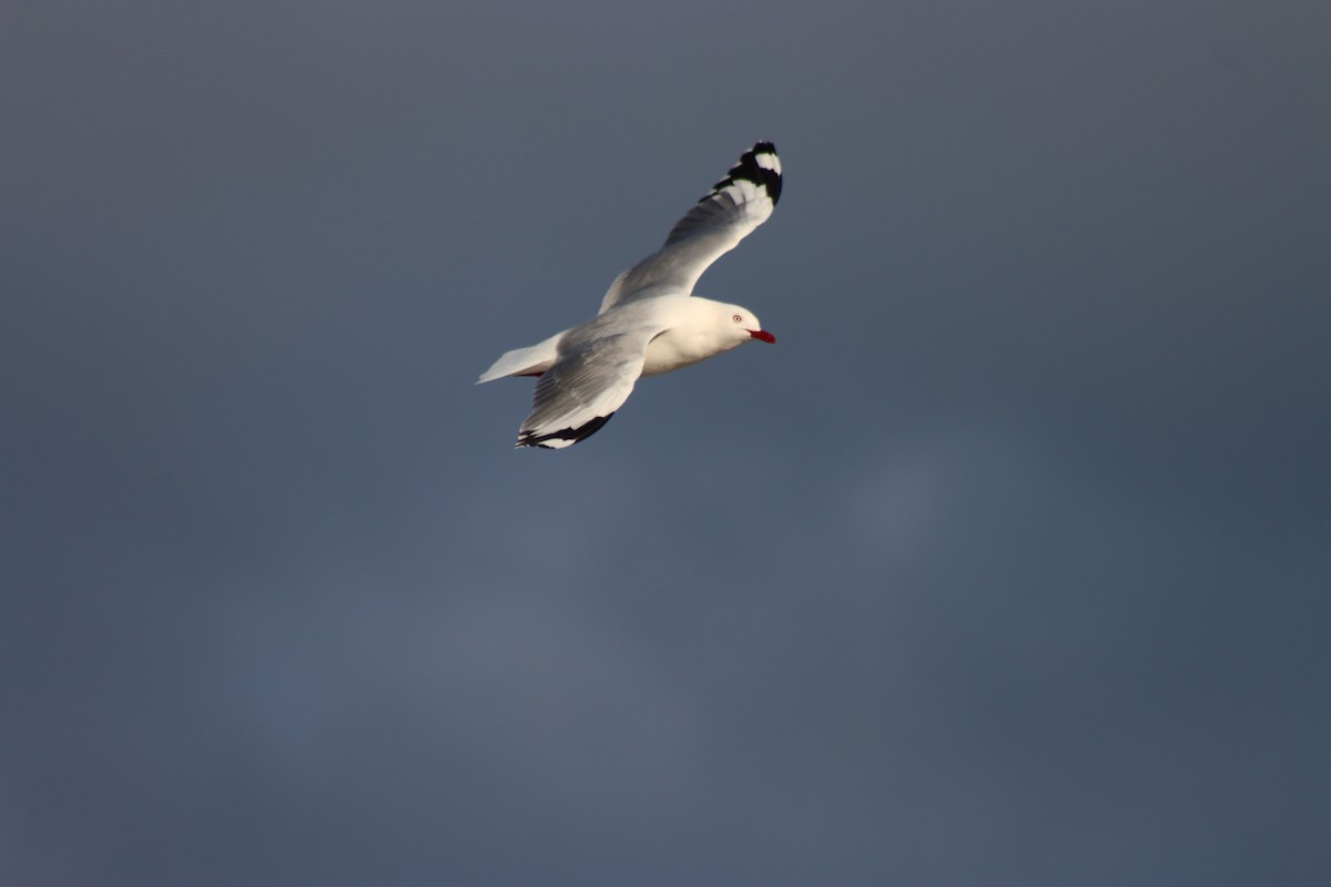 Silver Gull - ML622413417