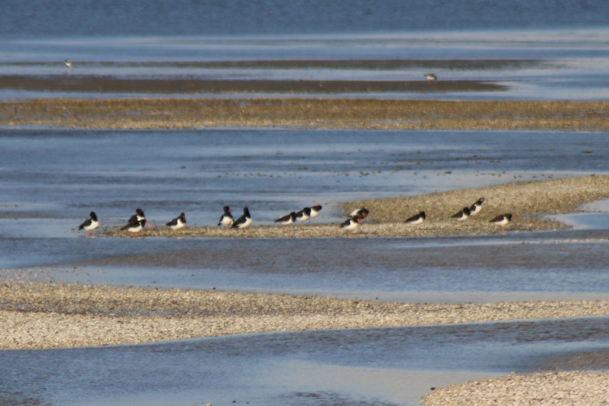 South Island Oystercatcher - ML622413422