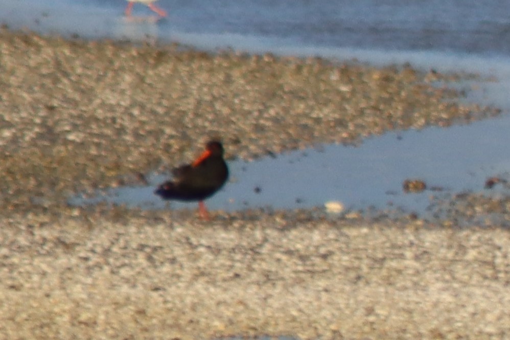 Variable Oystercatcher - ML622413430