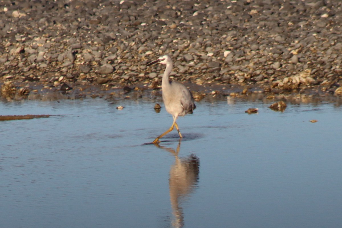 White-faced Heron - Elliot Wallis