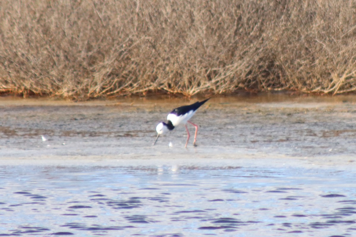 Pied Stilt - ML622413437