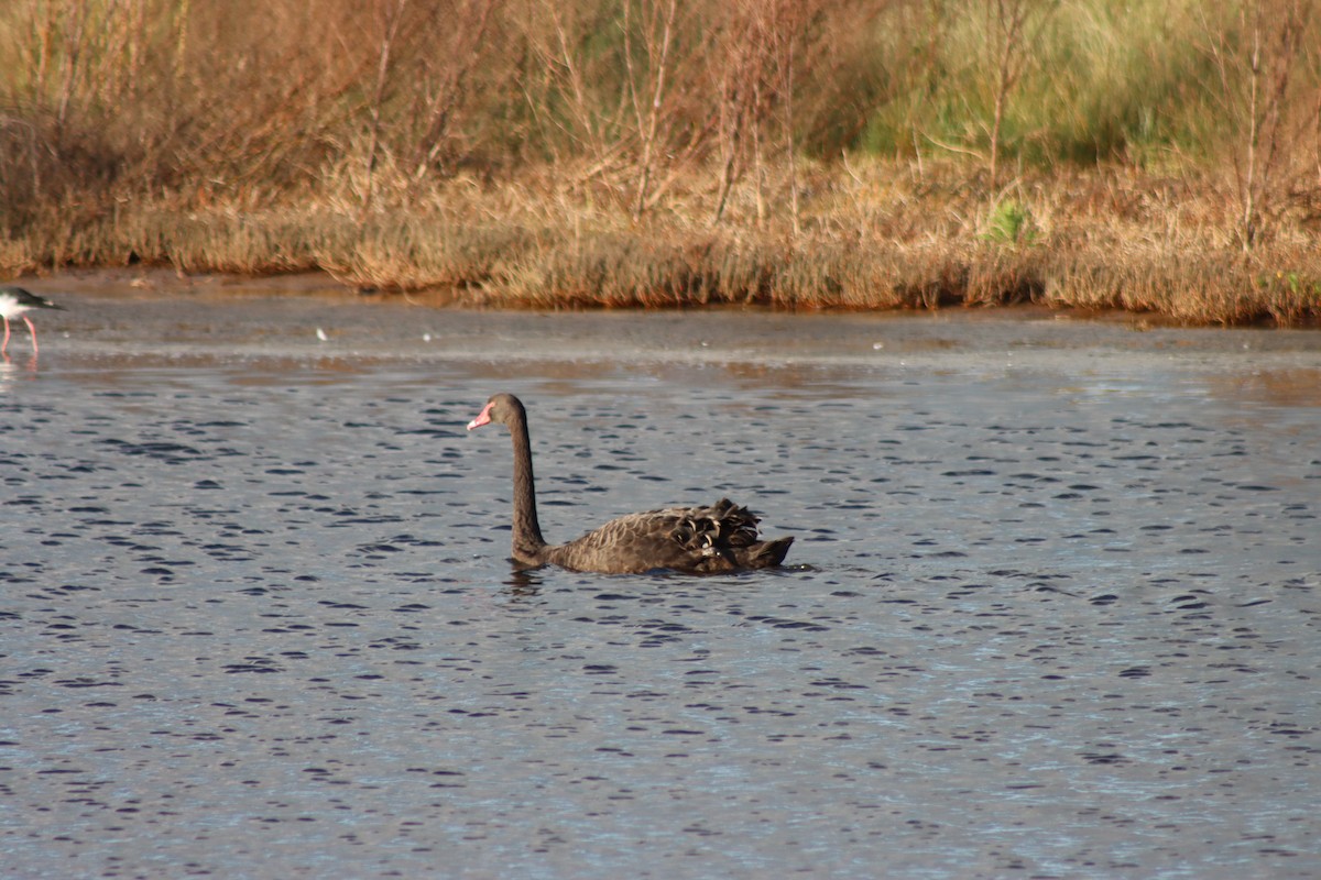 Black Swan - ML622413441