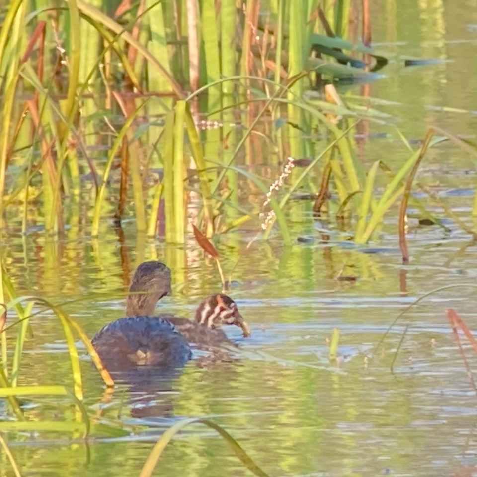Pied-billed Grebe - ML622413476