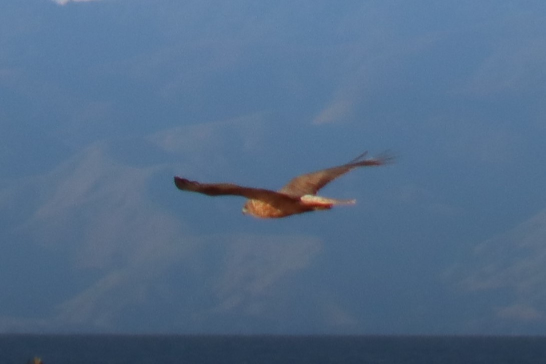 Swamp Harrier - ML622413486