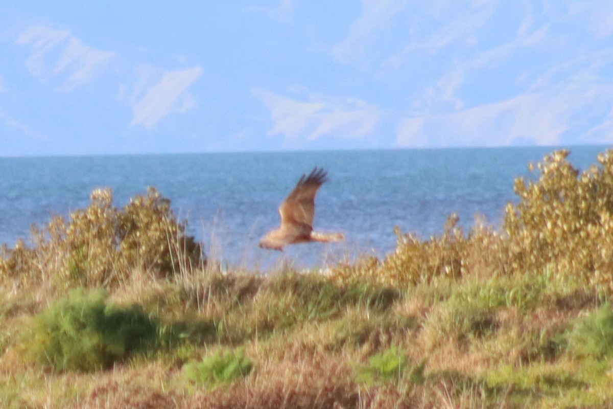 Swamp Harrier - ML622413487