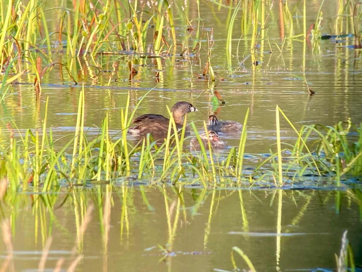 Pied-billed Grebe - ML622413488