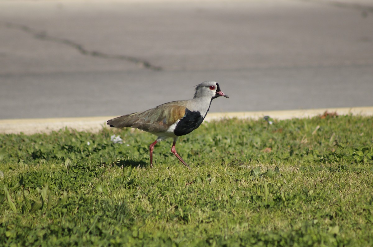 Southern Lapwing - ML622413544