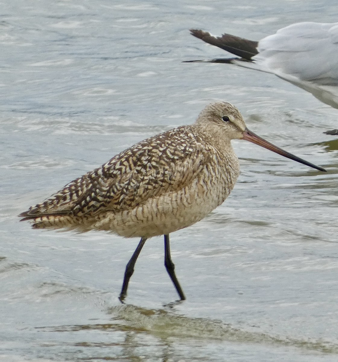 Marbled Godwit - ML622413553