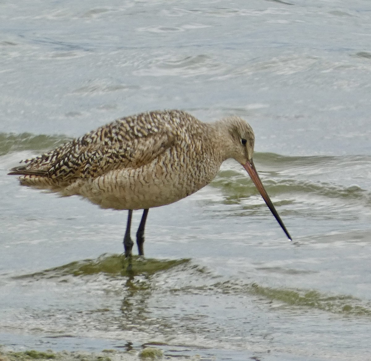 Marbled Godwit - ML622413554