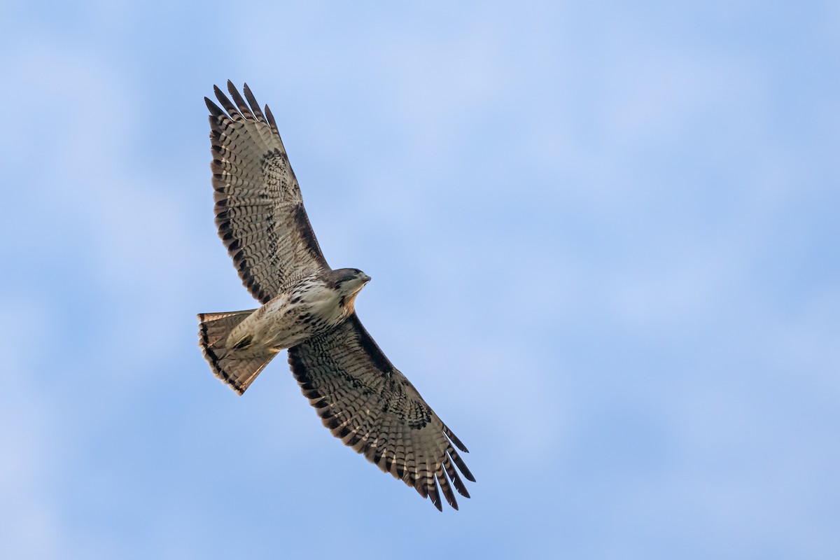 Rufous-tailed Hawk - ML622413618