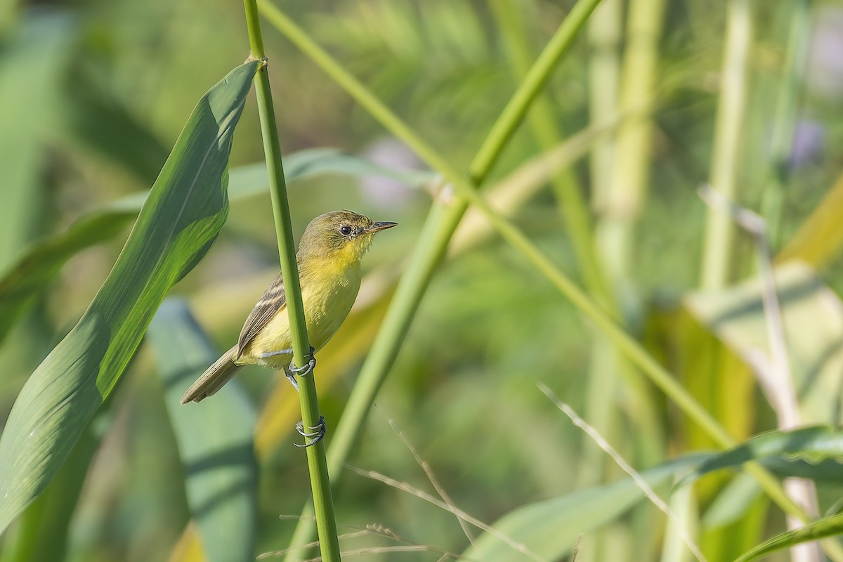 Subtropical Doradito - ML622413648