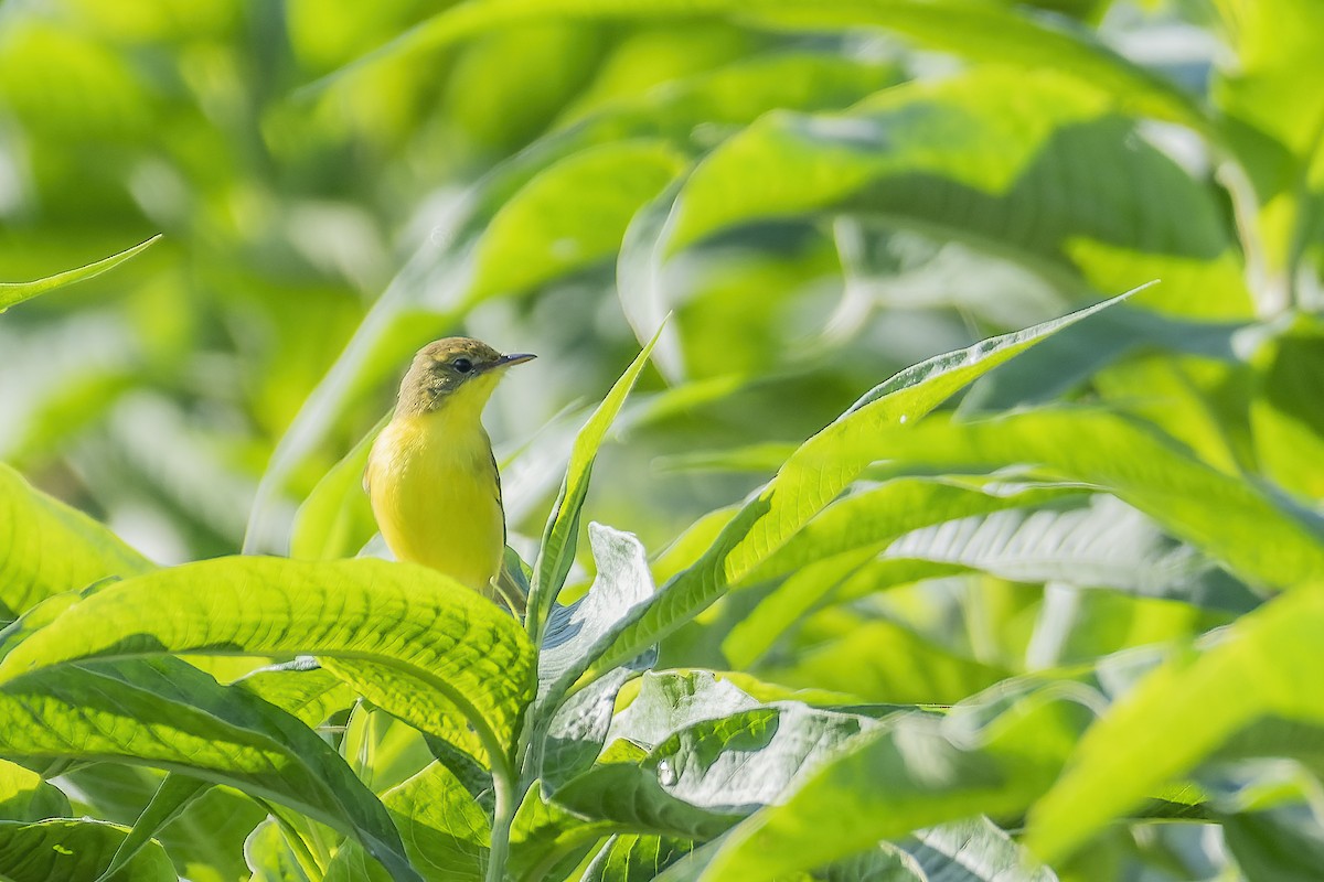 Subtropical Doradito - ML622413649