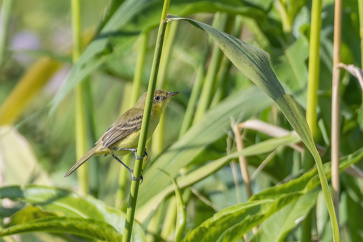 Dinelli's Doradito - ML622413662