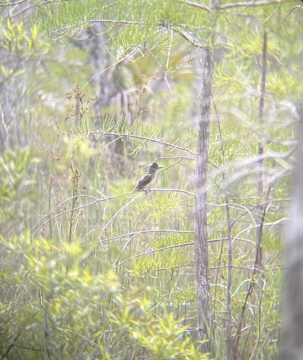 Great Crested Flycatcher - ML622413715