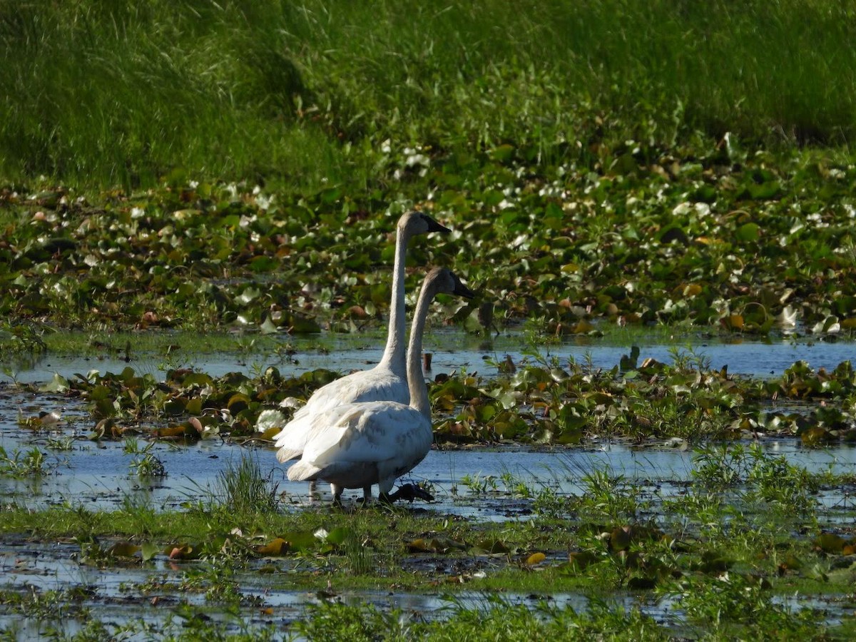 Trumpeter Swan - ML622413781