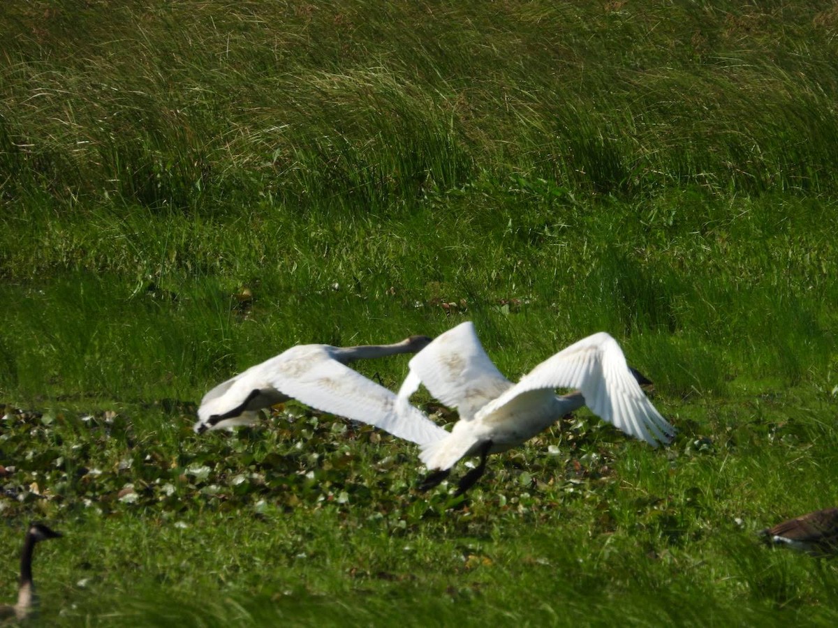 Trumpeter Swan - ML622413785