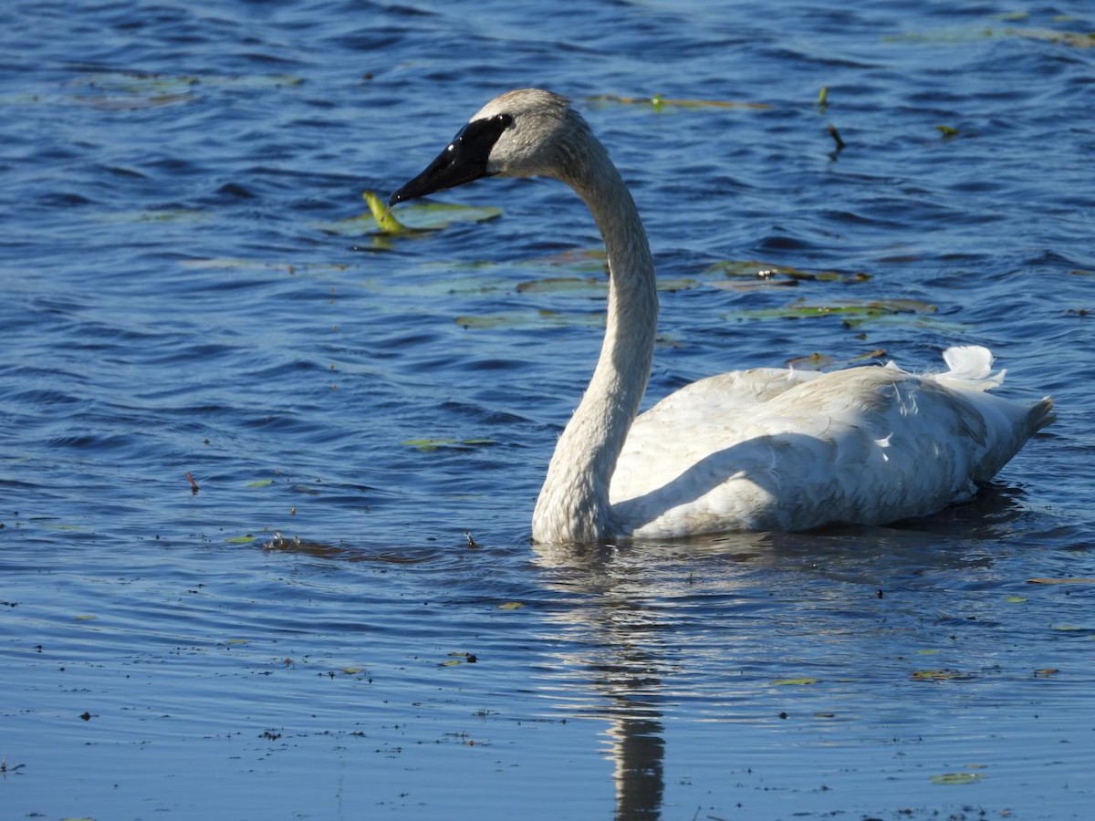 Trumpeter Swan - ML622413791