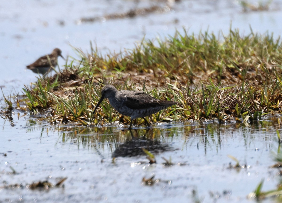 Stilt Sandpiper - ML622413792