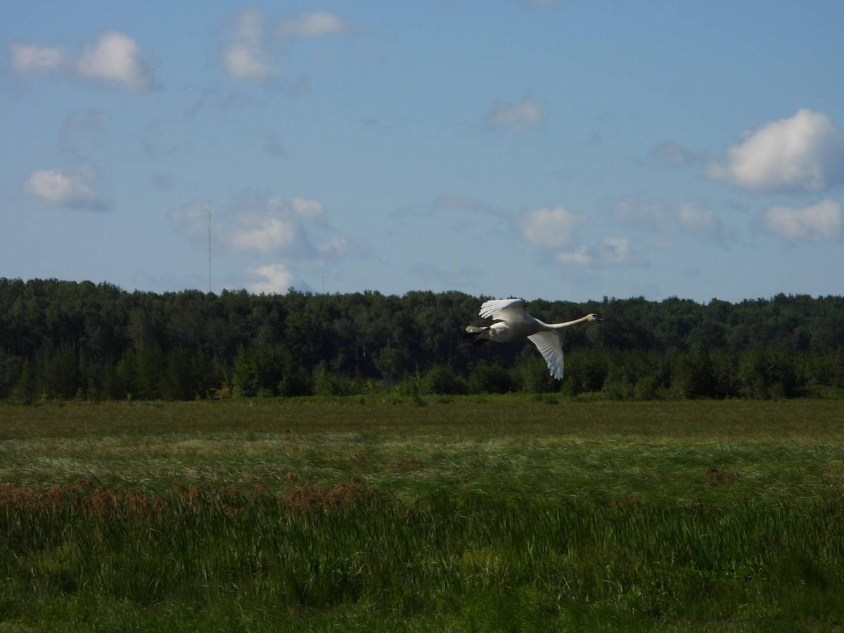 Trumpeter Swan - ML622413793