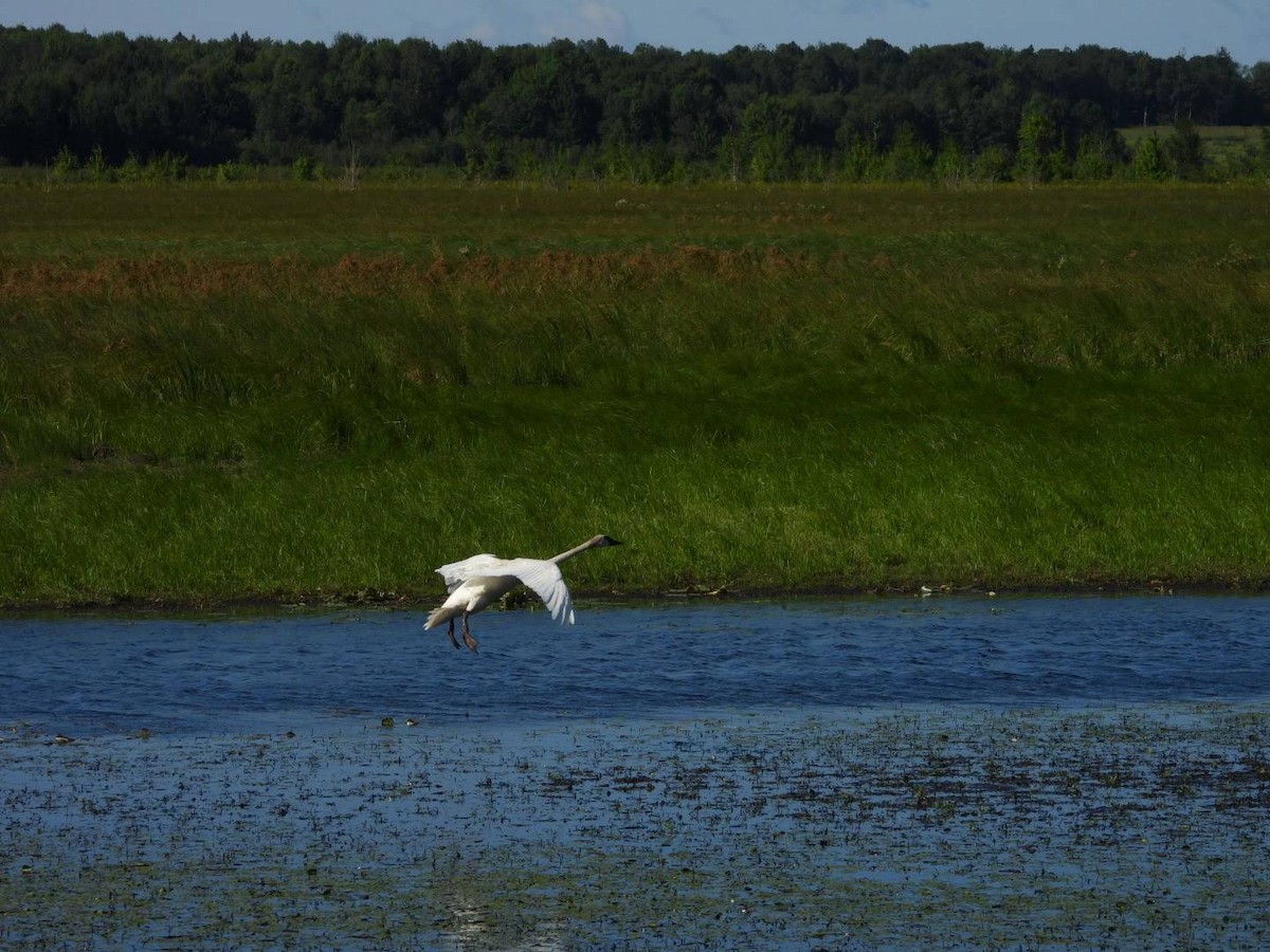 Trumpeter Swan - ML622413803