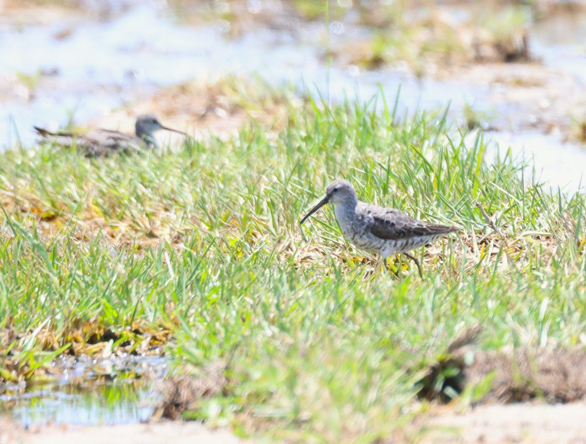 Stilt Sandpiper - ML622413804