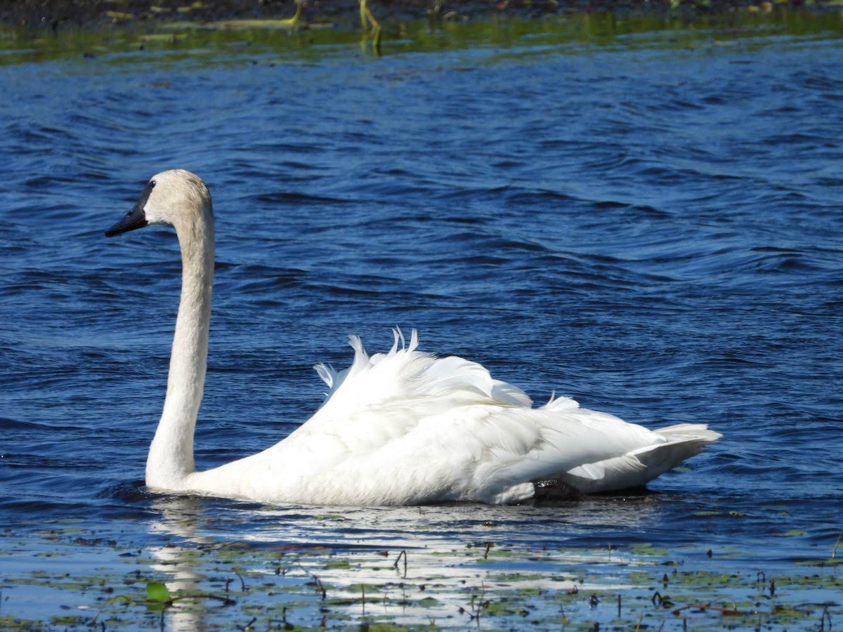 Trumpeter Swan - ML622413810