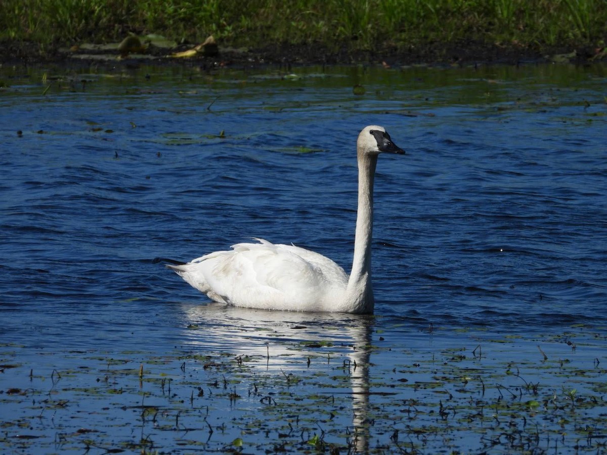 Trumpeter Swan - ML622413815