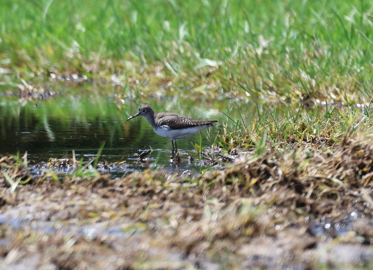 Solitary Sandpiper - ML622413819