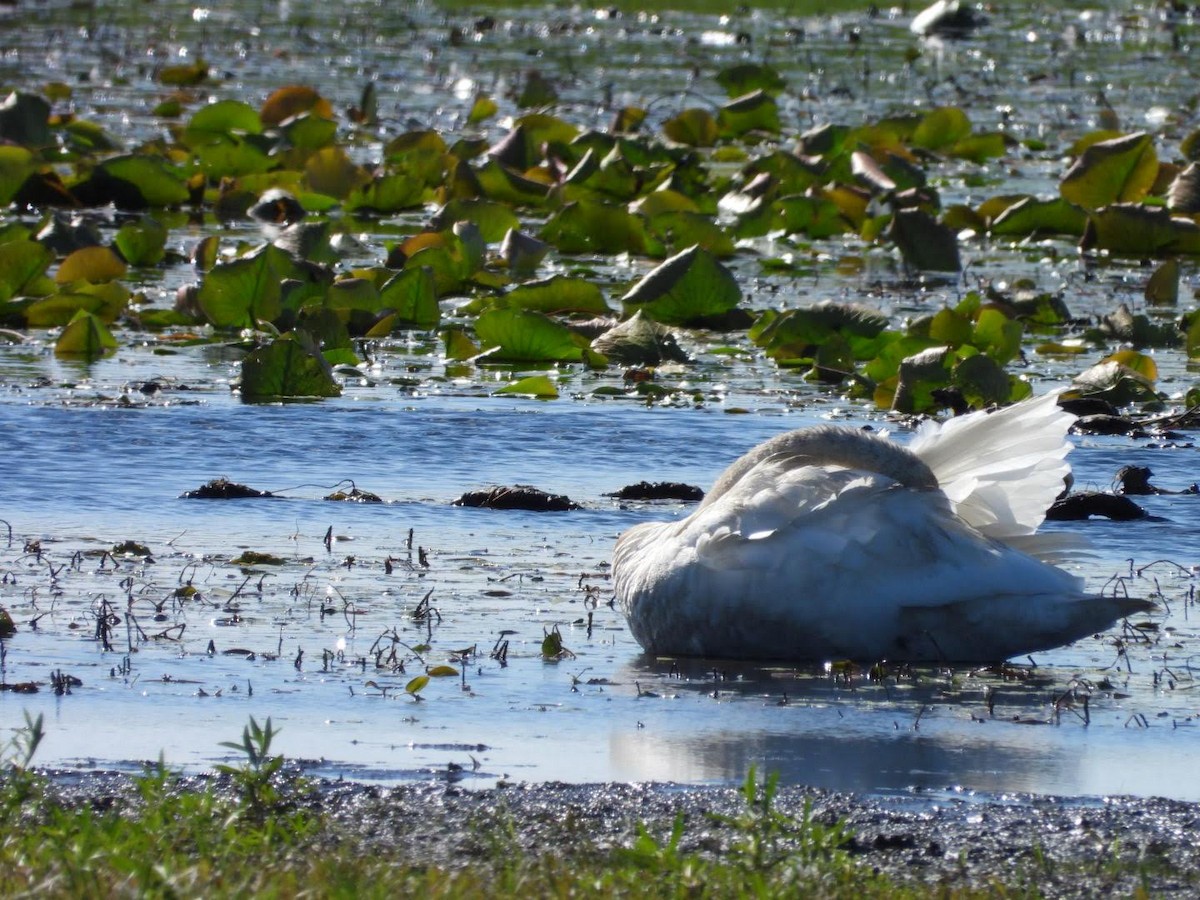 Trumpeter Swan - ML622413821