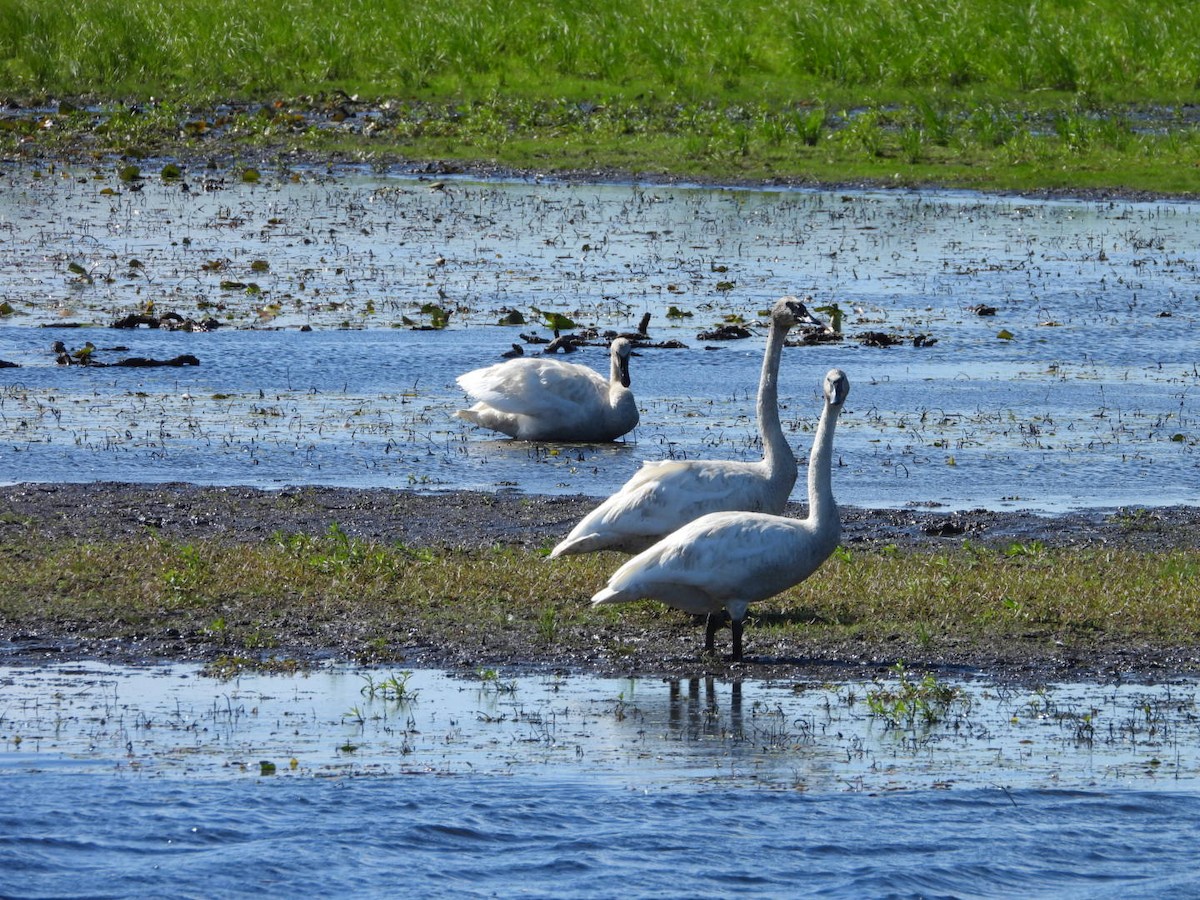 Trumpeter Swan - ML622413826