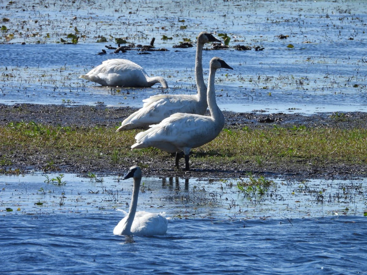 Trumpeter Swan - ML622413833