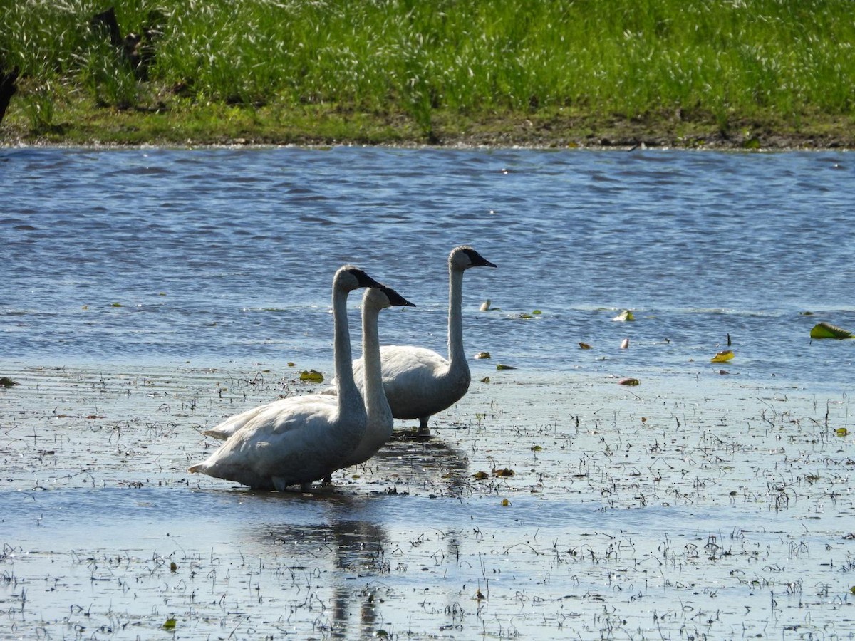 Trumpeter Swan - ML622413857