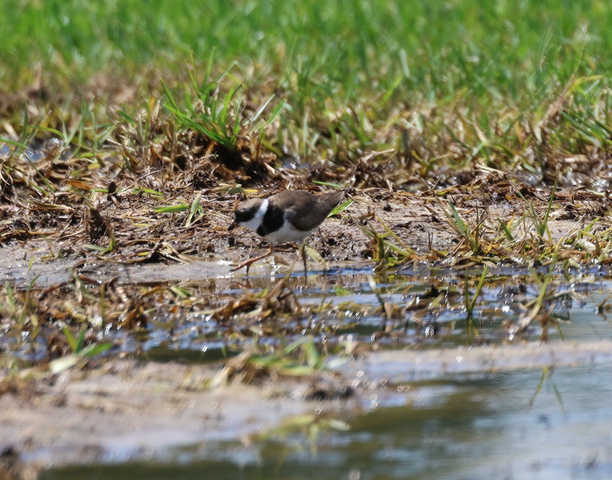 Semipalmated Plover - ML622413858