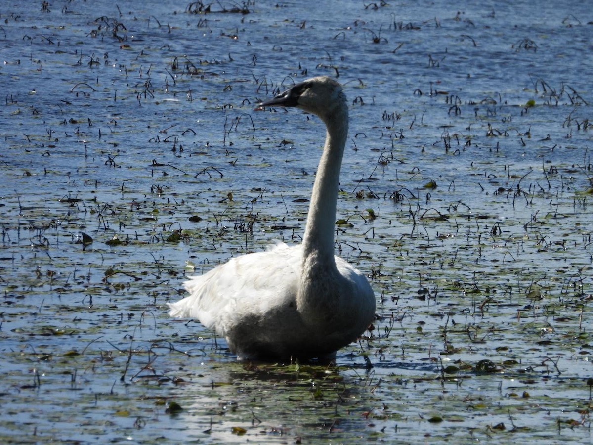 Trumpeter Swan - ML622413870