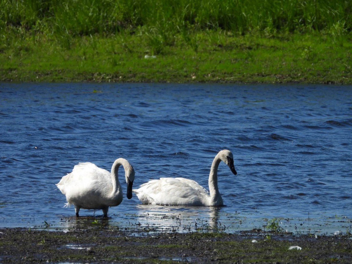 Trumpeter Swan - ML622413884