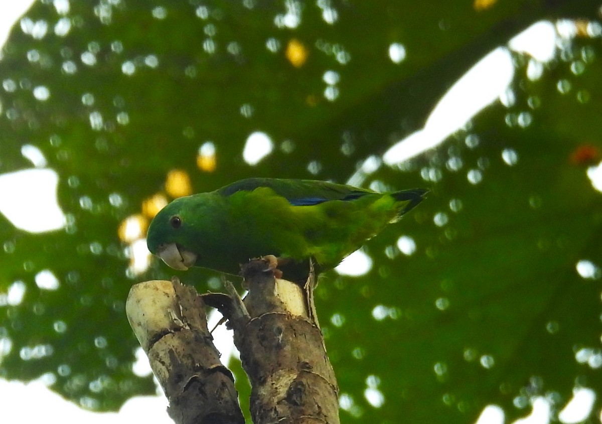 Riparian Parrotlet - ML622413909