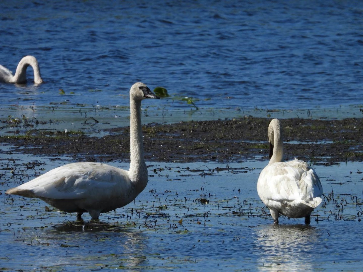 Trumpeter Swan - ML622413911