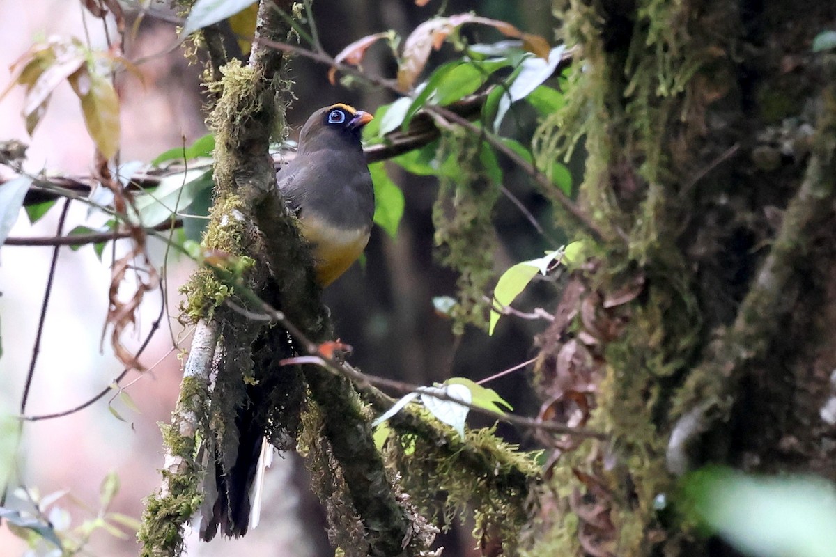 Ward's Trogon - ML622413916