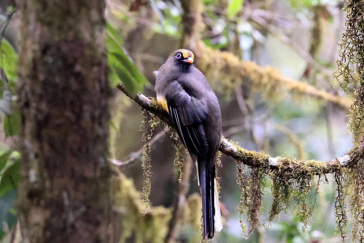 Ward's Trogon - ML622413926