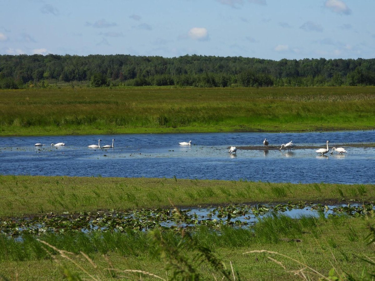 Trumpeter Swan - ML622413929