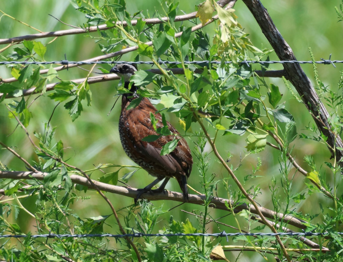 Northern Bobwhite - ML622413931