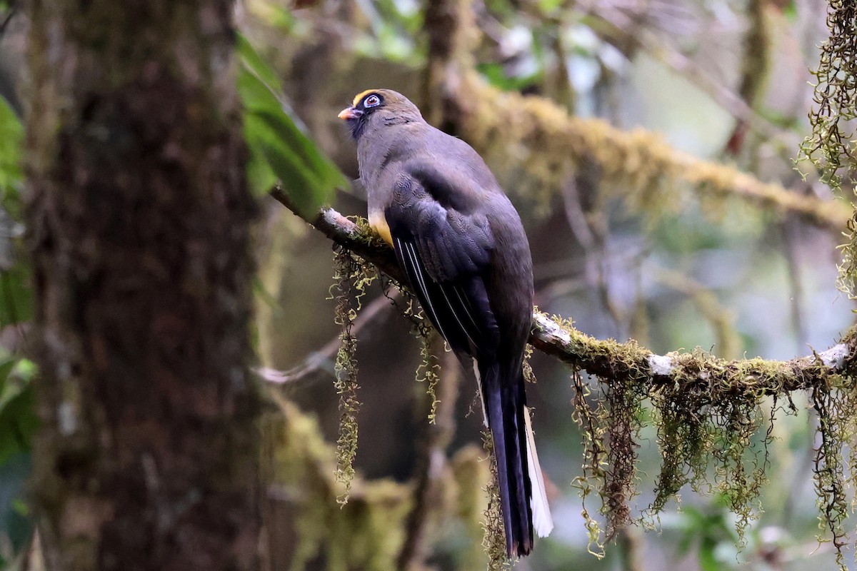 Ward's Trogon - ML622413941