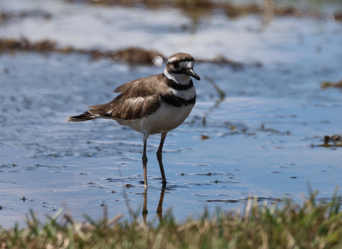 Killdeer - ML622413952